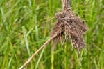 River bulrush